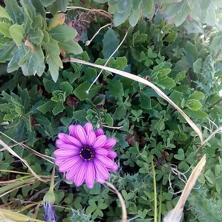 Cycladic House * Vari (Syros)