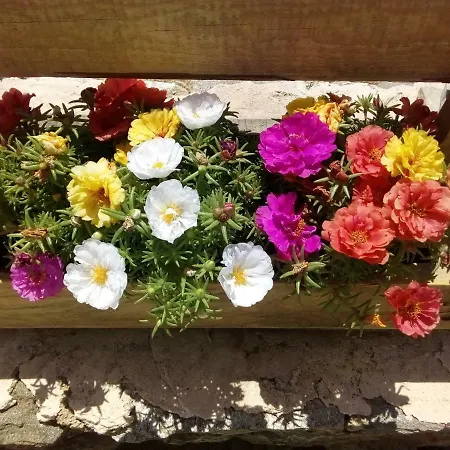 Vakantiehuis Cycladic House *