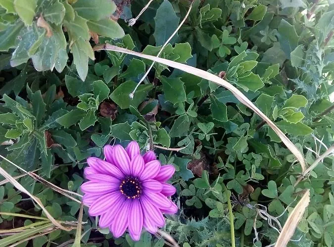 Cycladic House * Vári